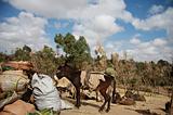 Ethiopia - Mercato lungo la strada per il sud - 07